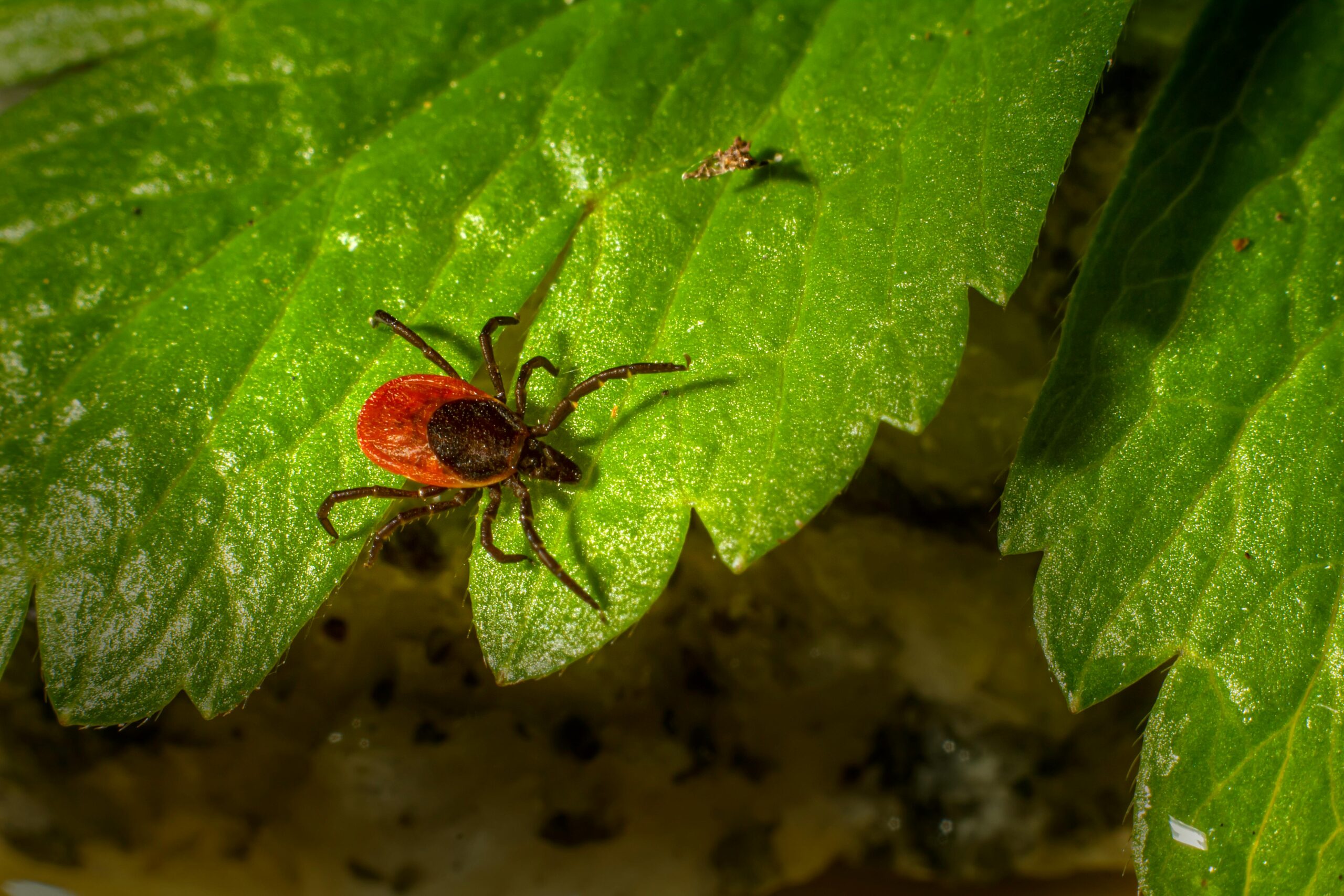 lady bug hanging on the green leaves in montana