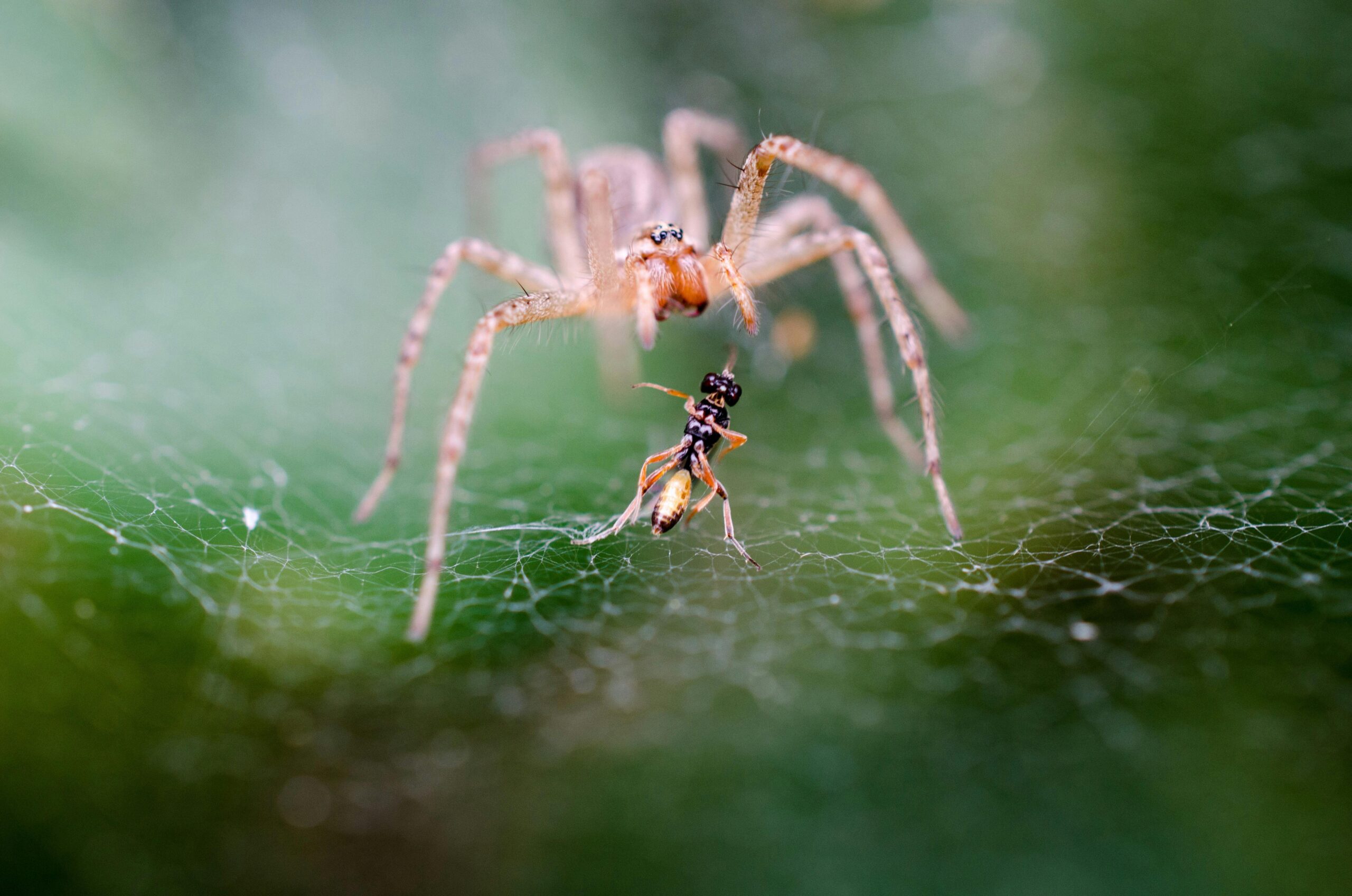 Spider building a nest on a wall, needing pest control in Bozeman MT