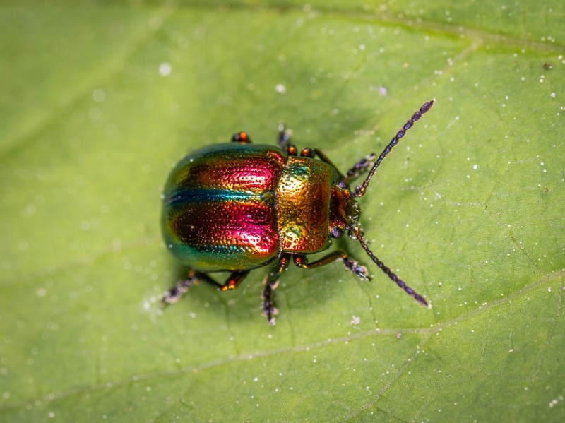 pest control for beetles in bozeman