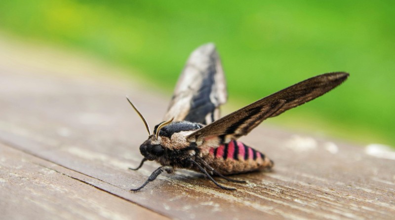 pest control for moths in bozeman